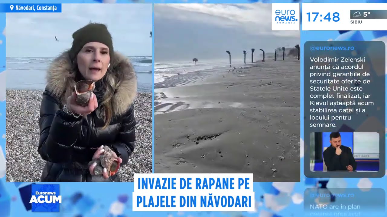 Peisaj inedit pe litoral: un covor de rapane și scoici a invadat plaja după o furtună puternică
