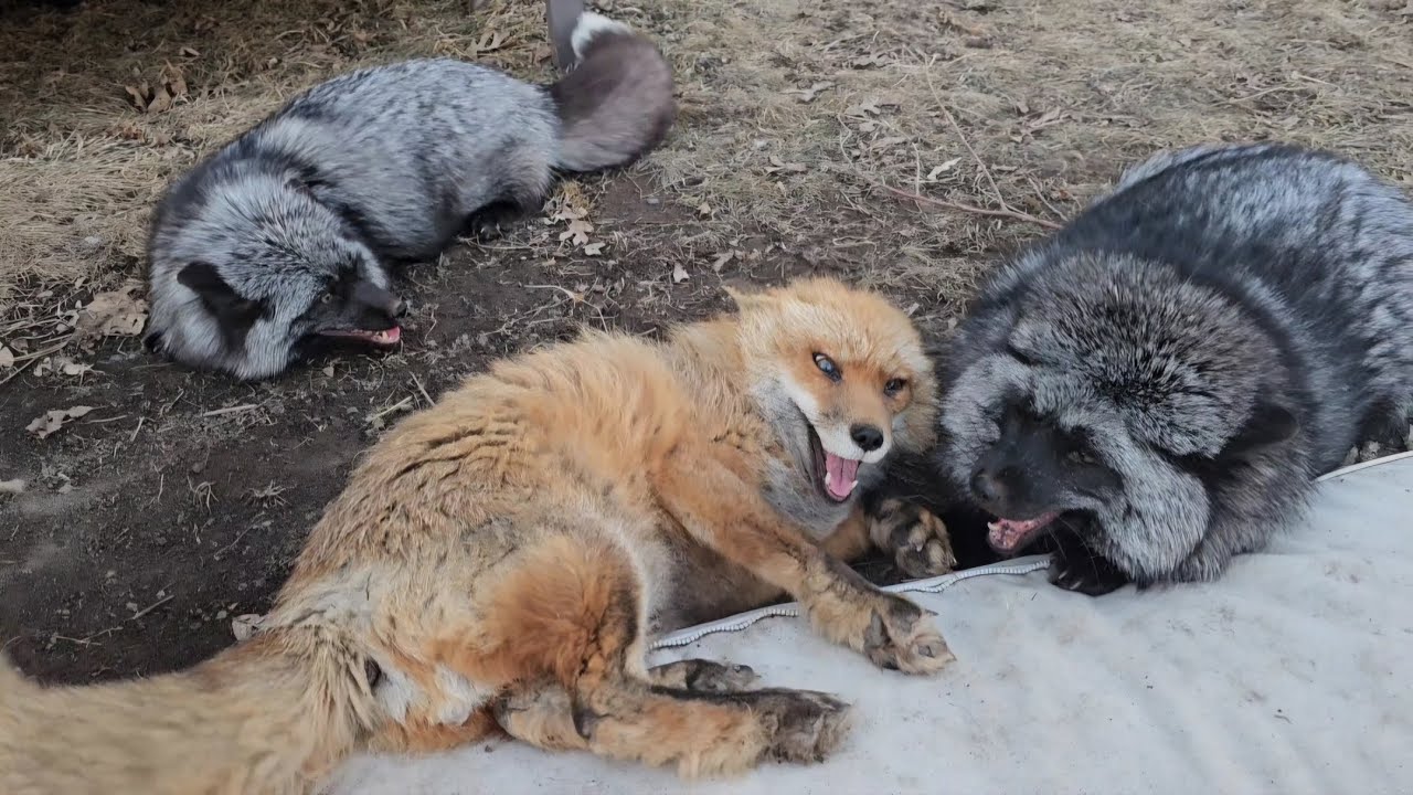 Finnegan Fox and the happiest foxes ever!!!