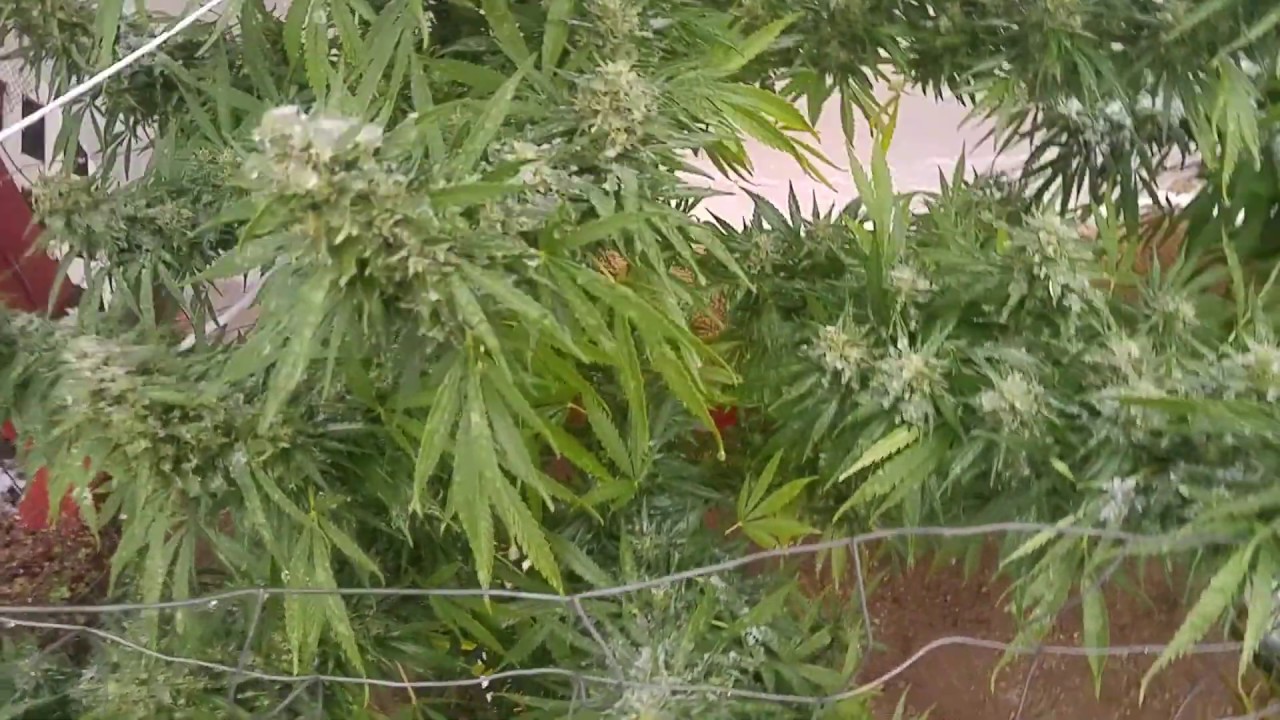 Snow On Our Outdoor Cannabis!
