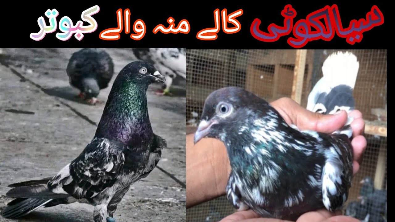 sialkoti kalay mun walay kabootar/sheikhoon walay pigeon