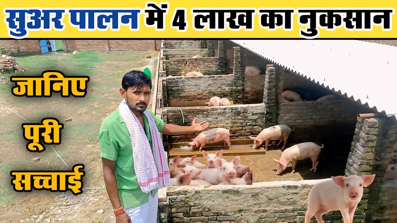 जानिए सुअर पालन की पूरी सच्चाई | Pig Farm 🐖