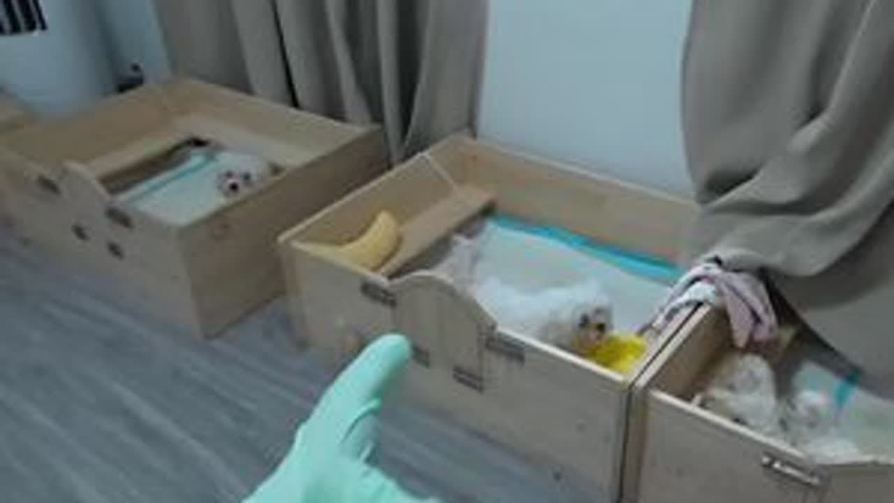 月嫂上班啦 月子中心又舔新生命了#韩系比熊