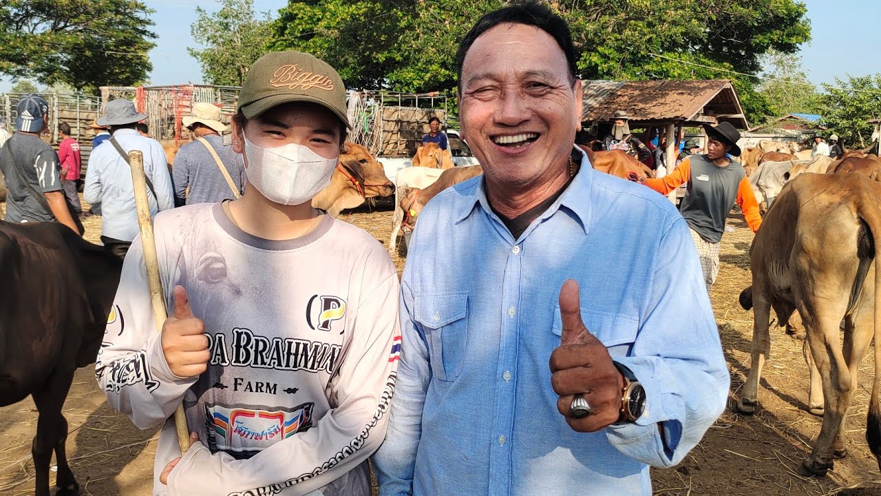 ราคาวัววันนี้ที่ตลาดนัดโค-กระบือส้มป่อยน้อย อำเภออุทุมพรพิสัย จังหวัดศรีสะเกษ (25เมย.68)