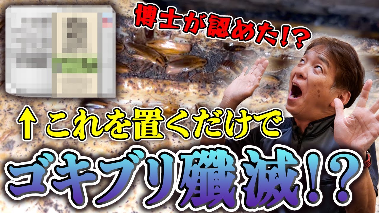 【ゴキブリ駆除】家庭用ゴキブリ対策の新商品が出ました！【クロゴキブリ】【飲食店】【クリーンライフ】