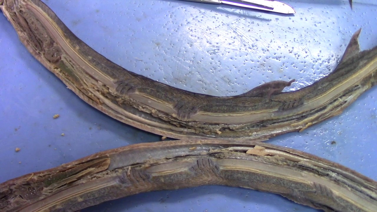 Lamprey Dissection- Spring 2017