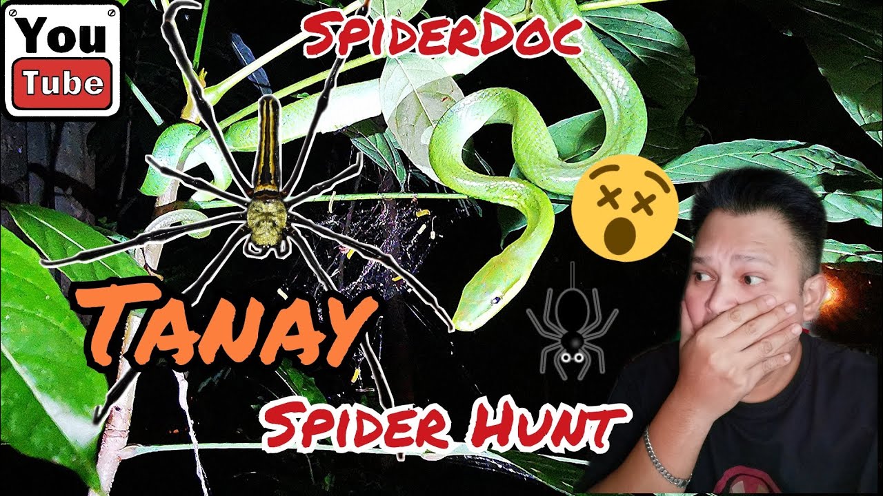 TANAY Spider Hunt. Gagambang Kuryente Galore. Kakaibang Ahas. Green Vine Snake.