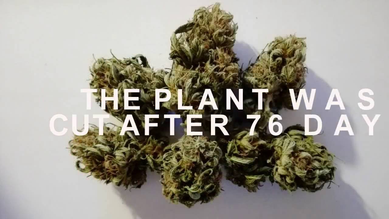 AK AUTOFLOWERING DAY TO DAY TRACKING WITH LOW POWER LIGHT, BULK SEED FROM GROWBARATO.NET.