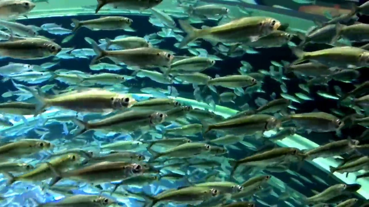 Ripleys Aquarium - Toronto, Canada May-2017