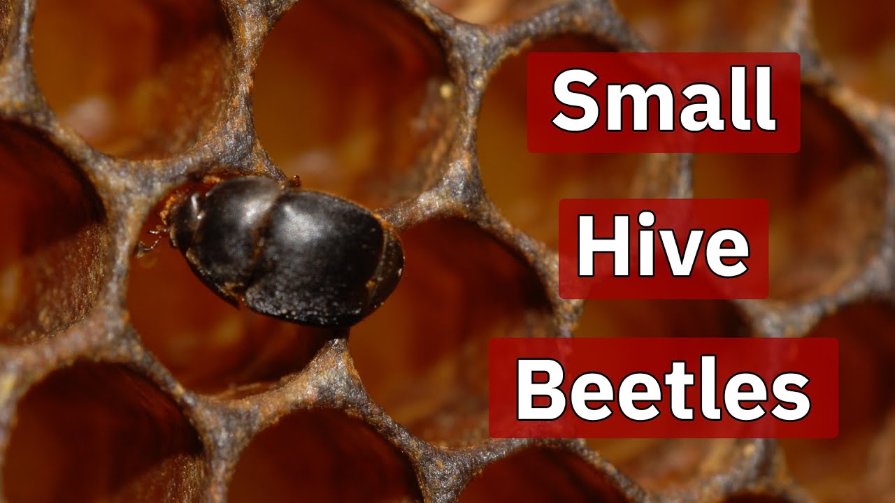 Small Hive Beetles | Beekeeping Academy | Ep. 77