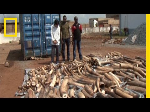 EXCLUSIVE: Confronting an Accused Ivory Smuggler | National Geographic