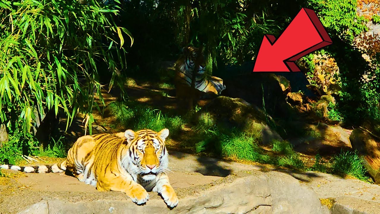 Oregon Zoo In Portland Full Virtual Tour