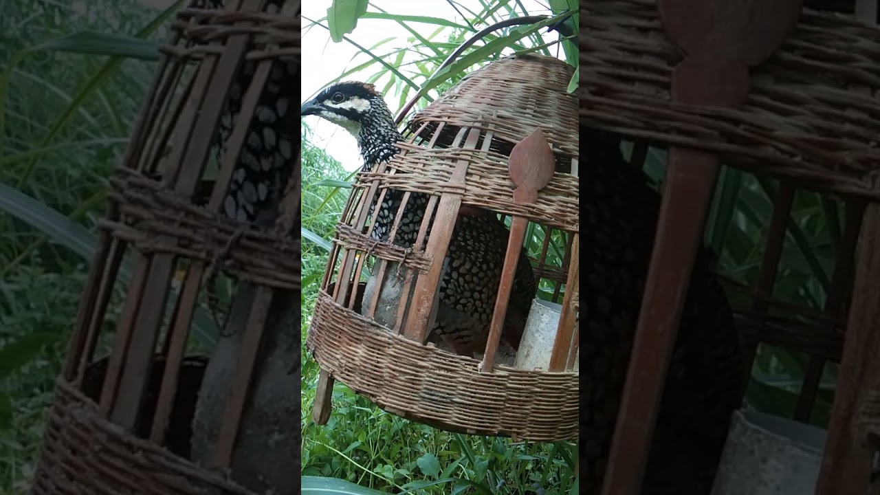 tiếng đa đa mồi tìm bổi lông báo