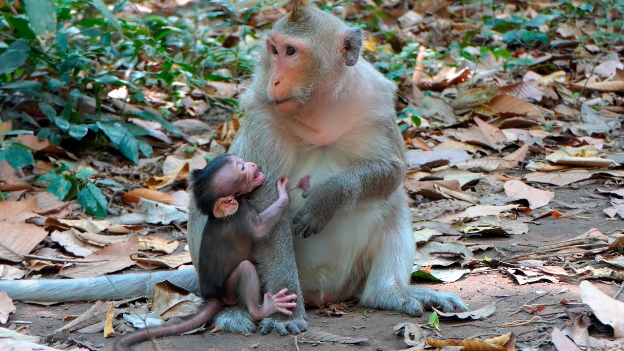 Tiny Baby Monkey Persistently Seeks Milk as Mother Delays, a Soft and Natural Bonding Moment Quiet