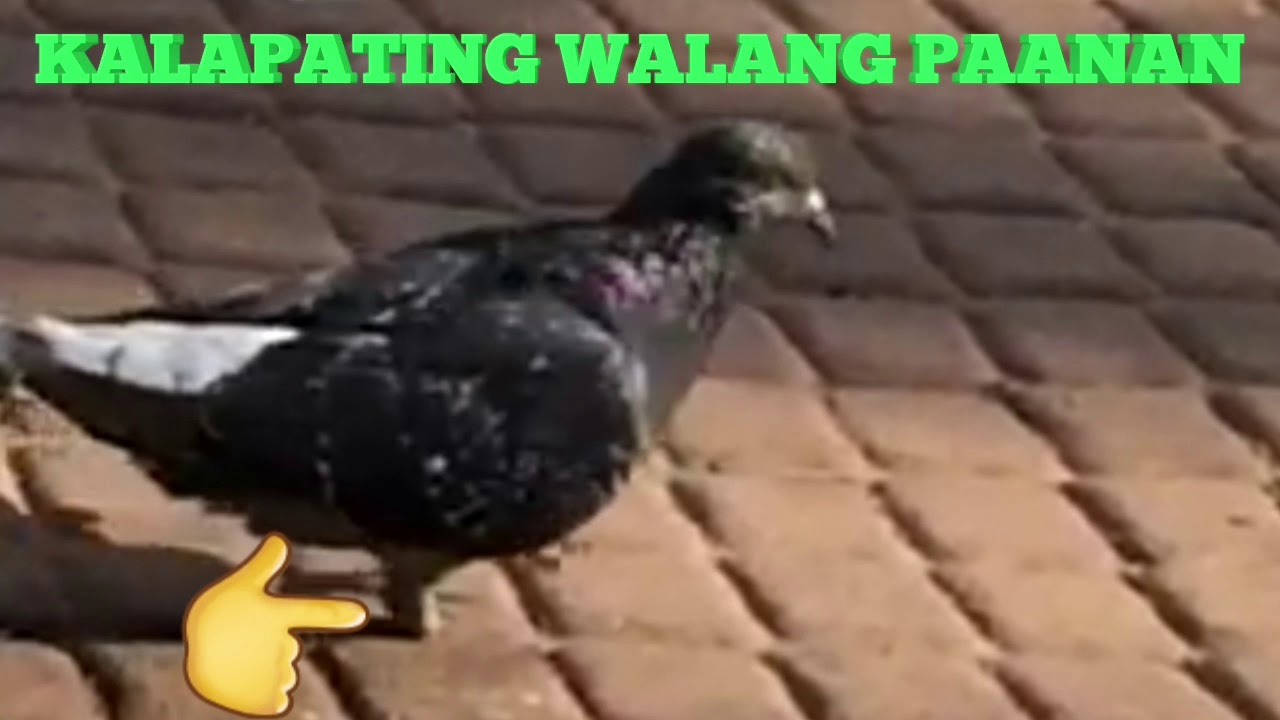 Kalapating Putol ang Paanan