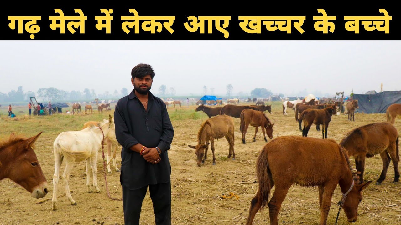 गढ़ मेले में लेकर आए खच्चर के बच्चे | खाचरी ,घोड़ी  Horse Market | तिगरी मेला  Garhmukteshwar