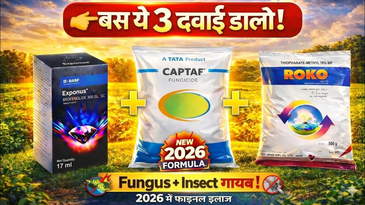 2026 में फंगस और कीट का फाइनल इलाज | बस ये 3 दवाई डालो! | फंगस और कीट 100% खत्म