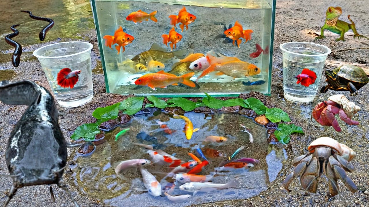 Wow! Tangkap Ikan Hias Warna warni di Sungai, Ada Ikan Cupang, Ikan Red Fin Shark, Kelomang Besar