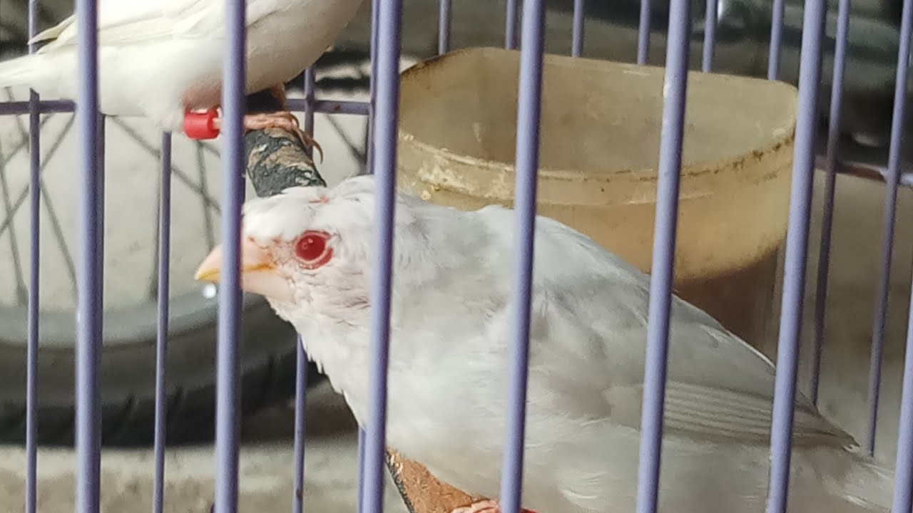 UNBOXING burung emprit mahal serta harga nya