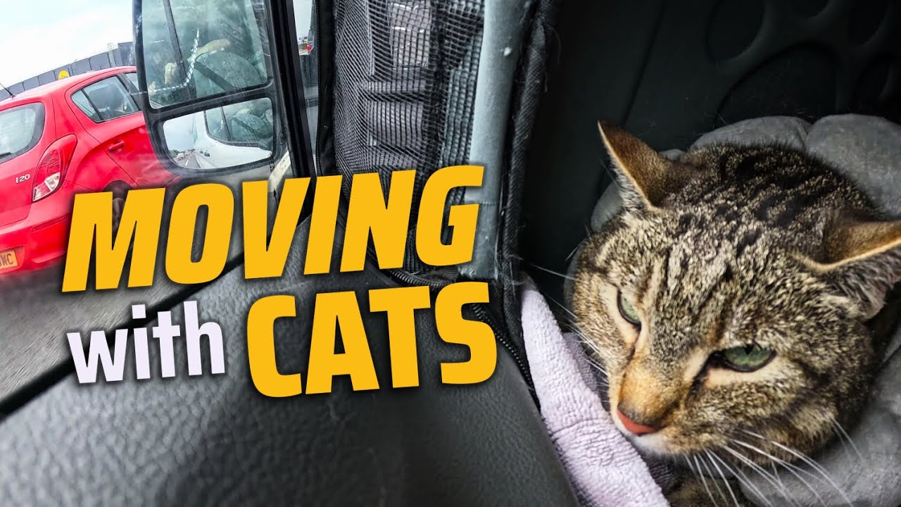 Moving with Cats: 7 Tips for a Stress-Free Move 🏡🐾📦