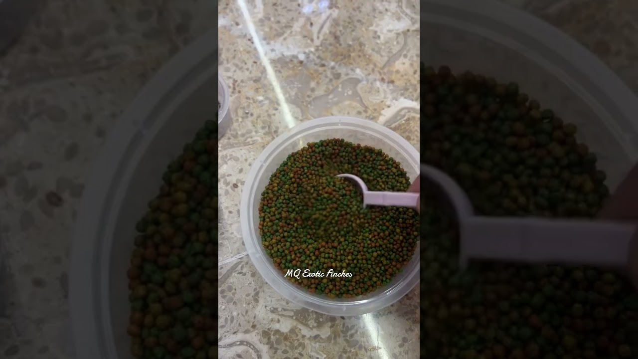 1. Grit (improve immunity).  2. C-19 pellets - breeding food #gouldianfinch #finch
