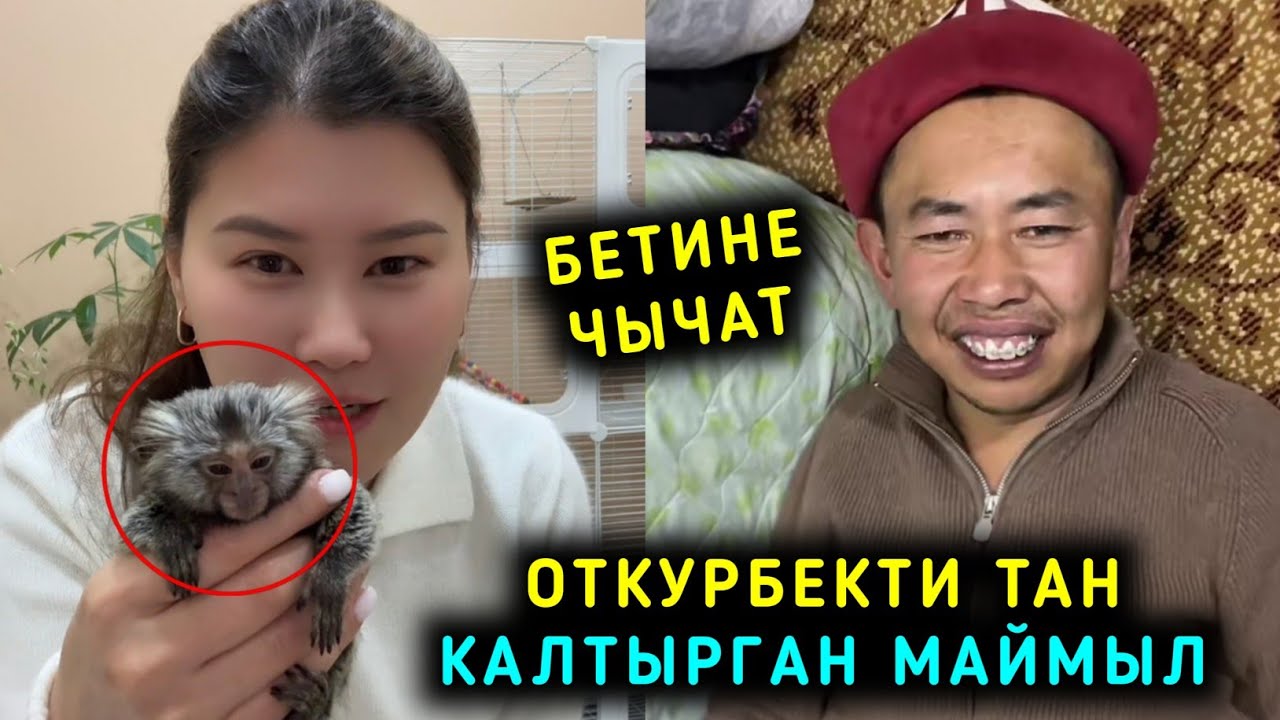 Откурбекти тан калтырган маймыл Мыймылды баласындай кылып алган Кыз
