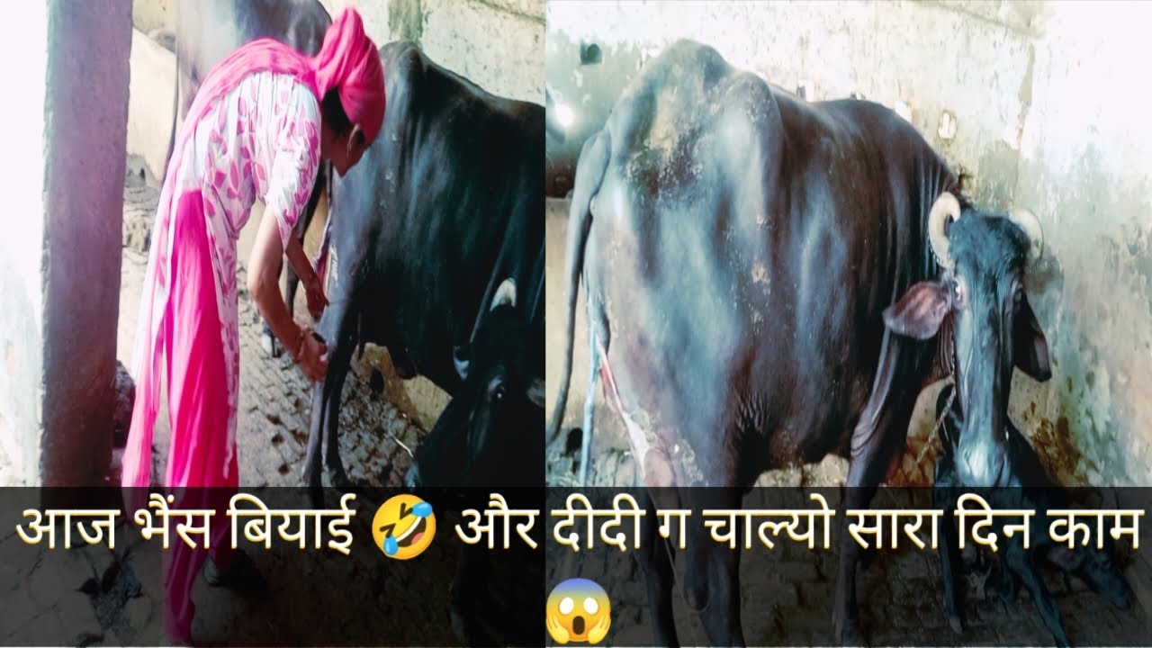 आज भैंस बियाई 🤣 और दीदी ग चाल्यो सारा दिन काम 😱..