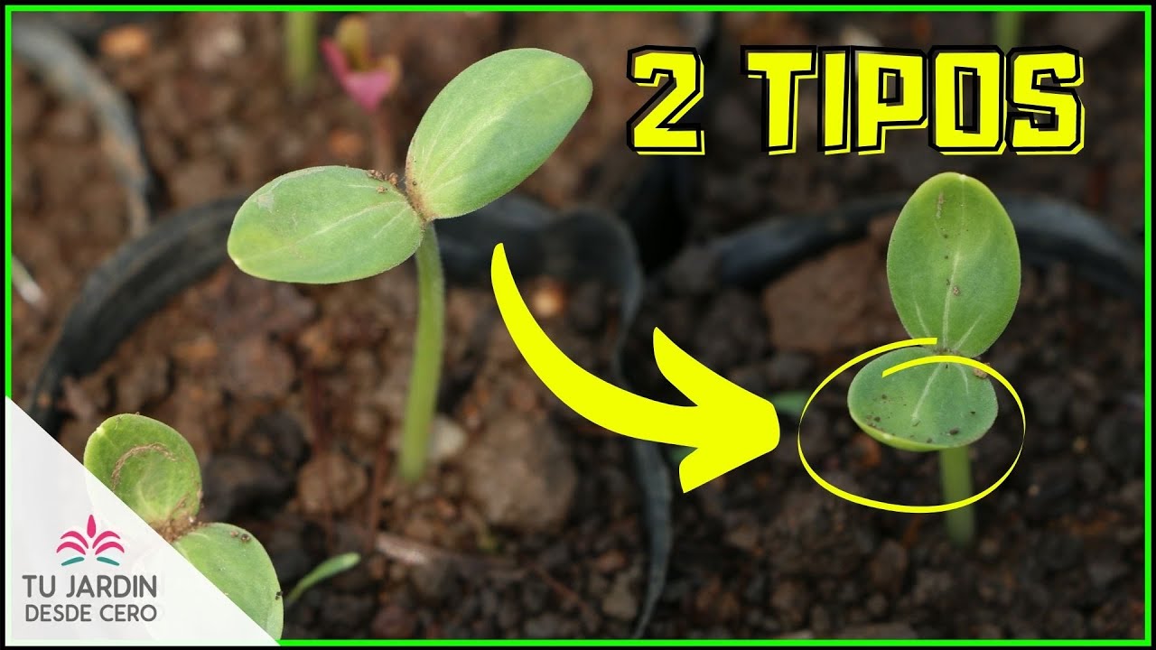 🌱 TIPOS de germinación [Epigea / Hipogea] Según cotiledones
