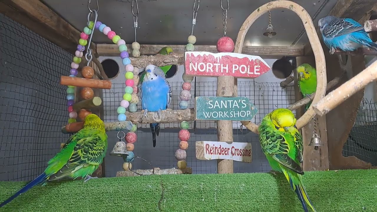 “This parrot knows all the words 🗣️🦜 #BirdTok”