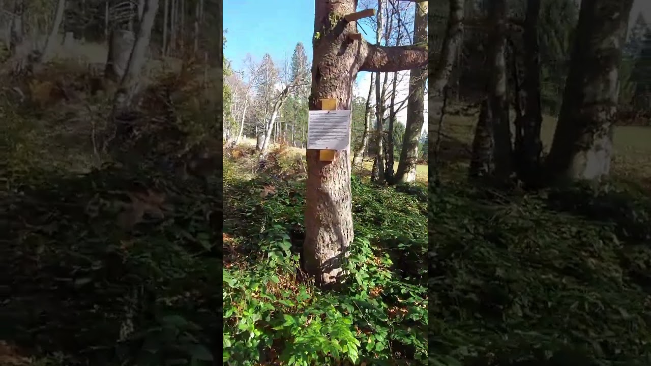 Todtmoos: Lebk&uuml;chlerweg Schwarzwald - Genie&szlig;erpfad | Black Forest