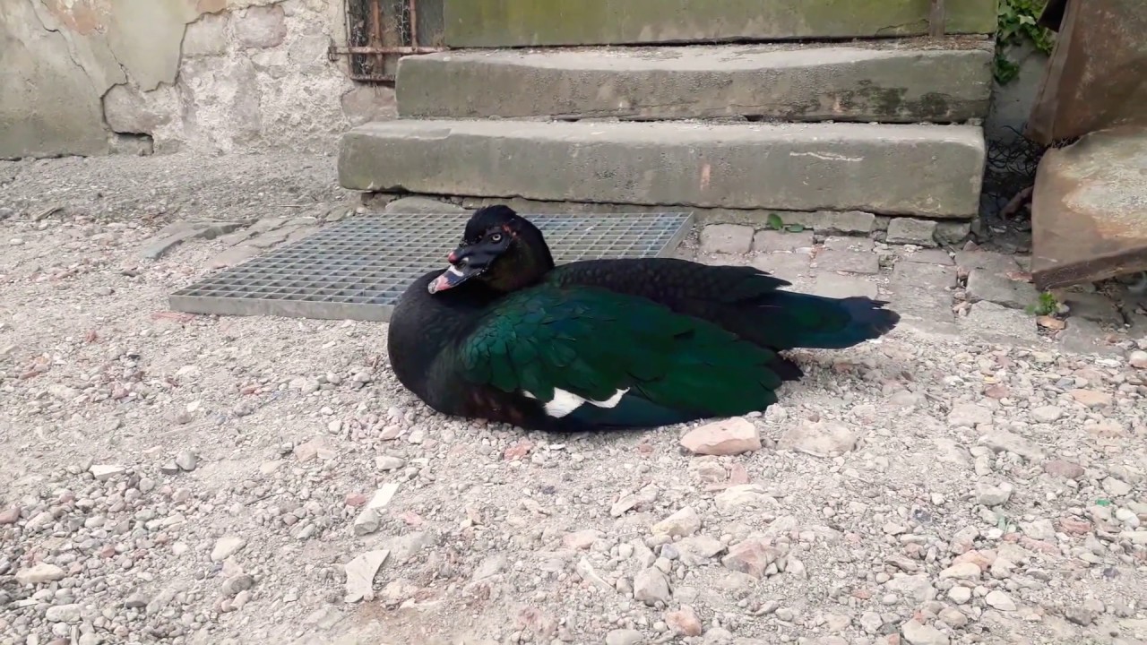 PRÉSENTATION CANARD DE BARBARIE MUSQUÉ OÙ NOIR BRONZE