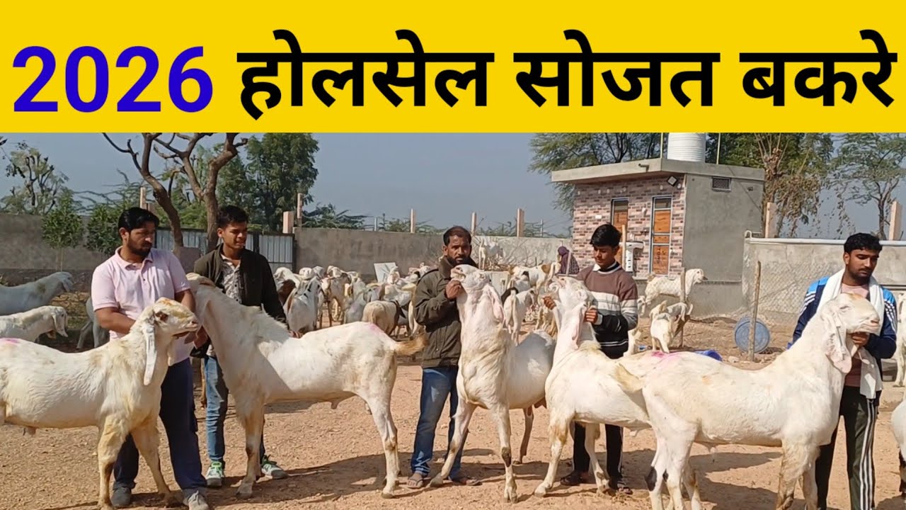 2026 होलसेल सोजत बकरे | वाजिब रेट | क्वालिटी बकरे | kgn goat end agro farm nimbol Beawar |