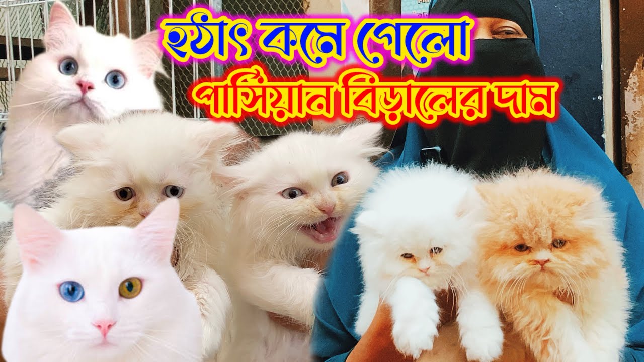 হঠাৎ কমে গেল পার্শিয়ান বিড়ালের দাম//different types of persian cats
