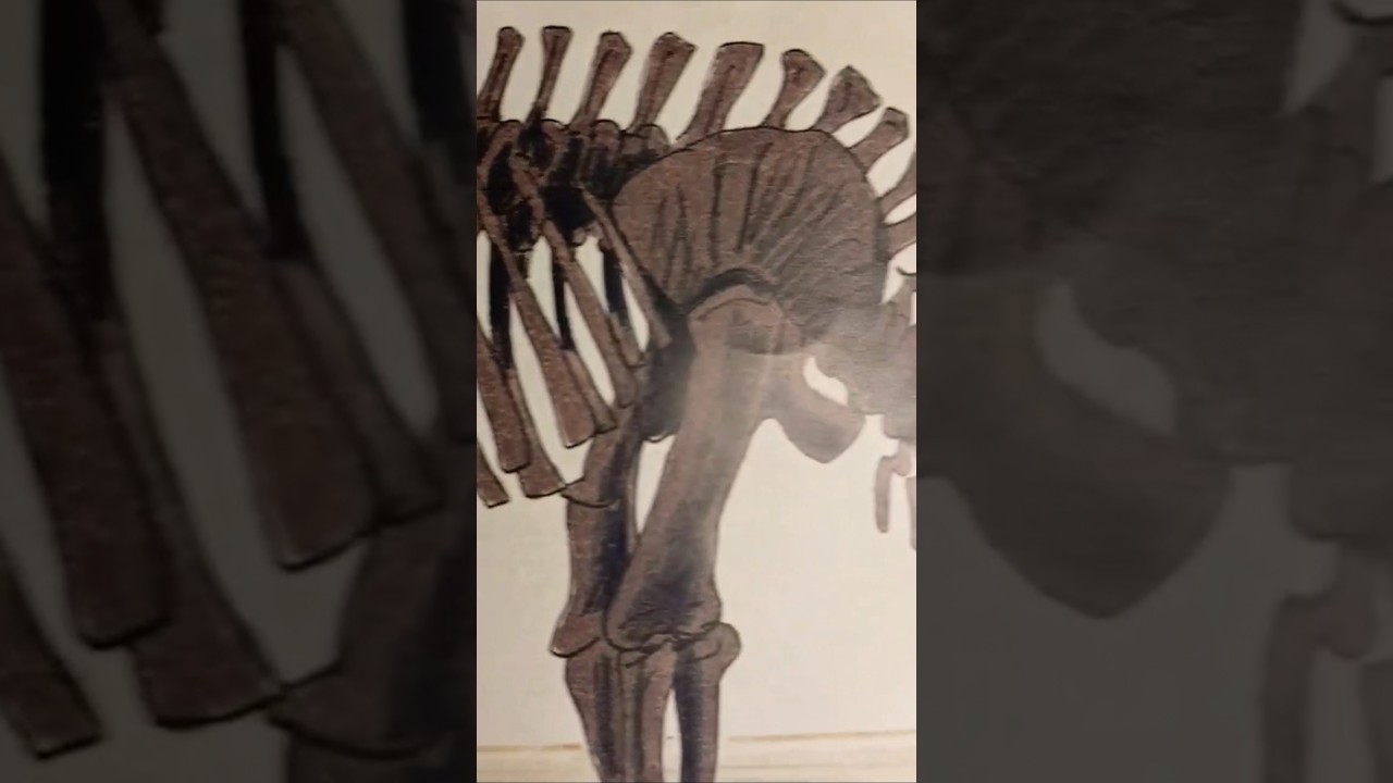 Kids looked at the big dinosaur skeleton 