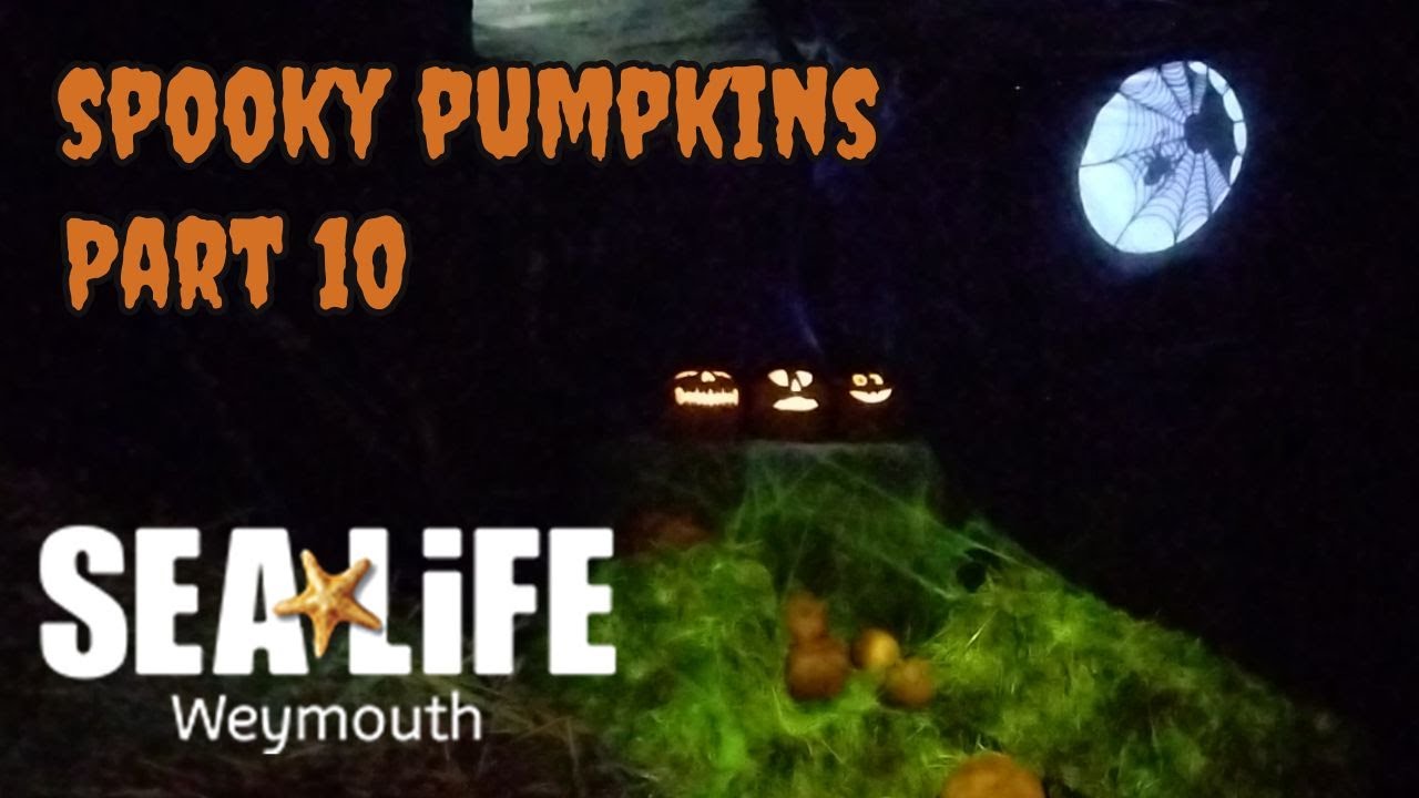 Spooky Pumpkins Part 10 Ascarium: Trick or Treat 2023 at Sealife Weymouth