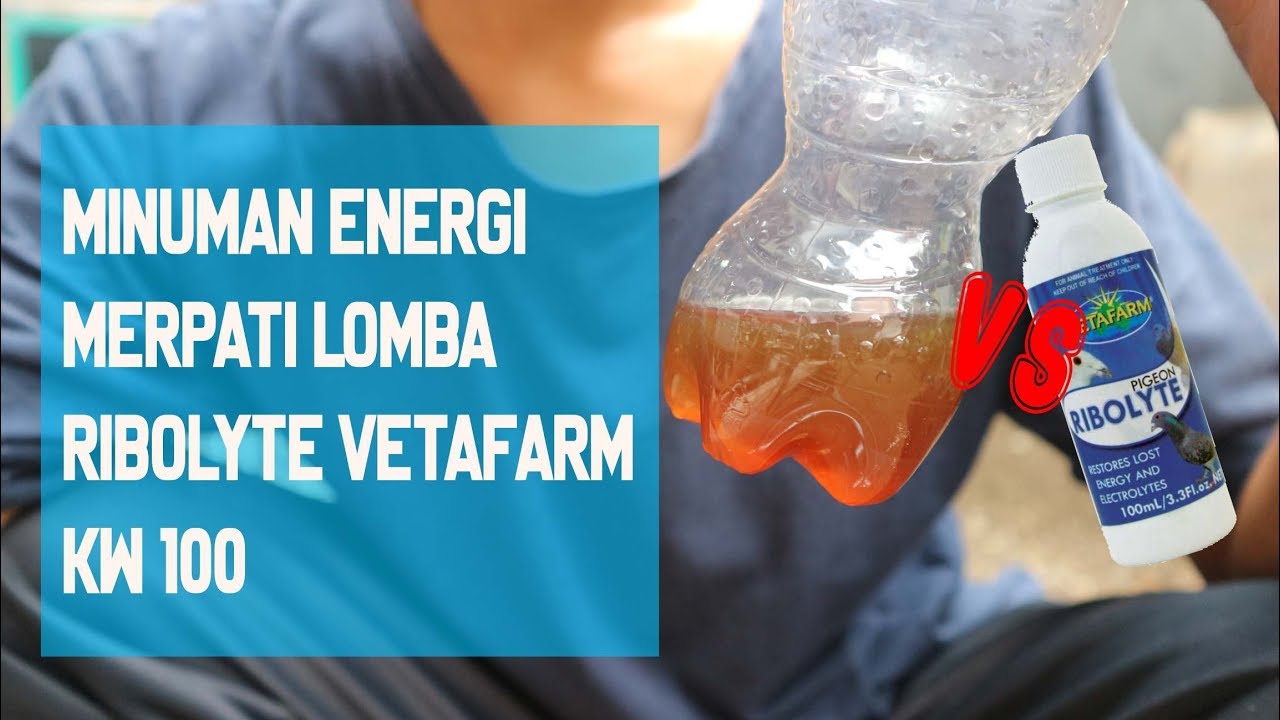 Minuman Energi Merpati Saat Lomba, Bikin Ribolyte KW