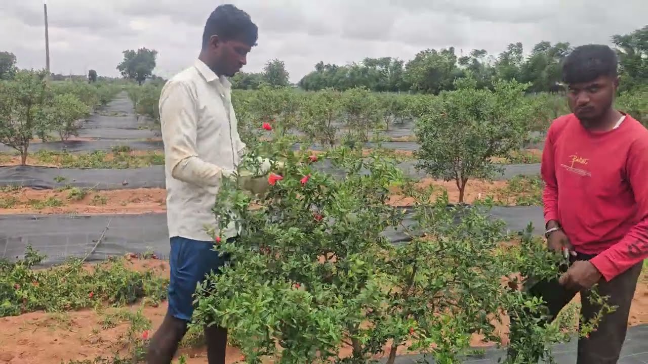 Pruning pomegranate for the first crop sharatking