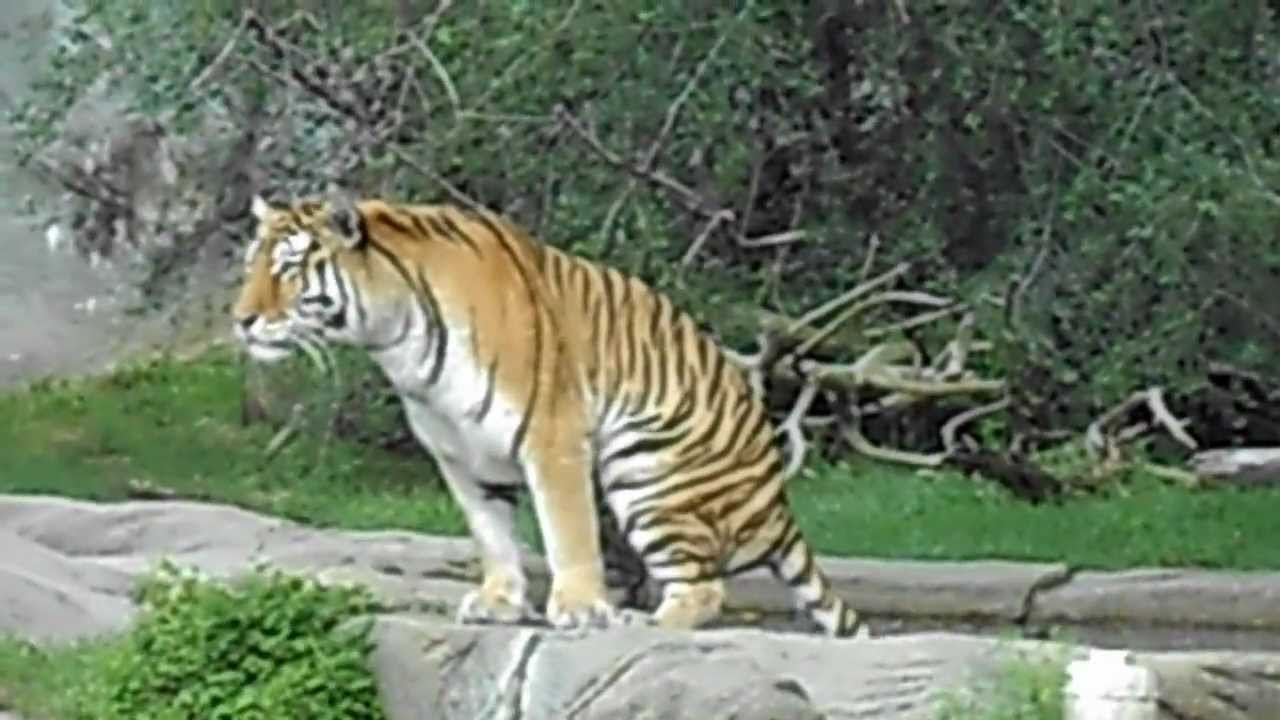 Noisy Tiger Diarrhea