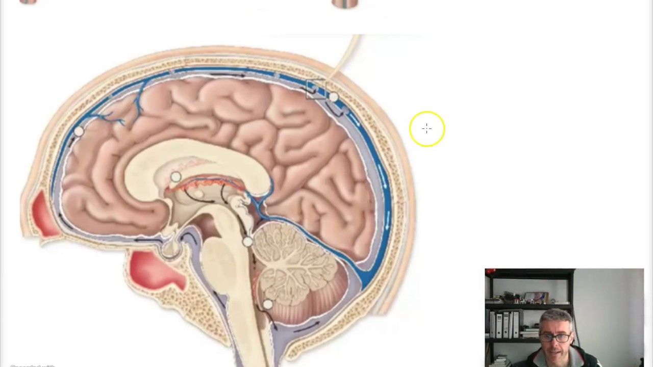 VENTRICULOS Y LCR