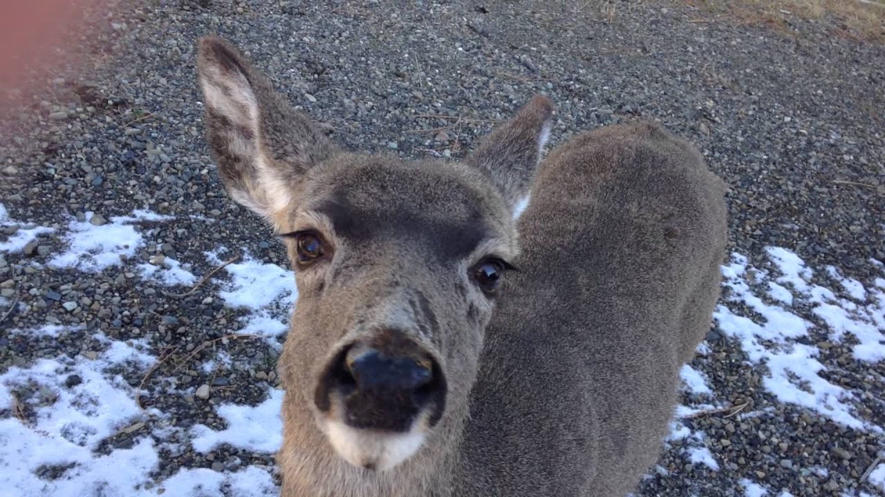 Petting a Wild Deer