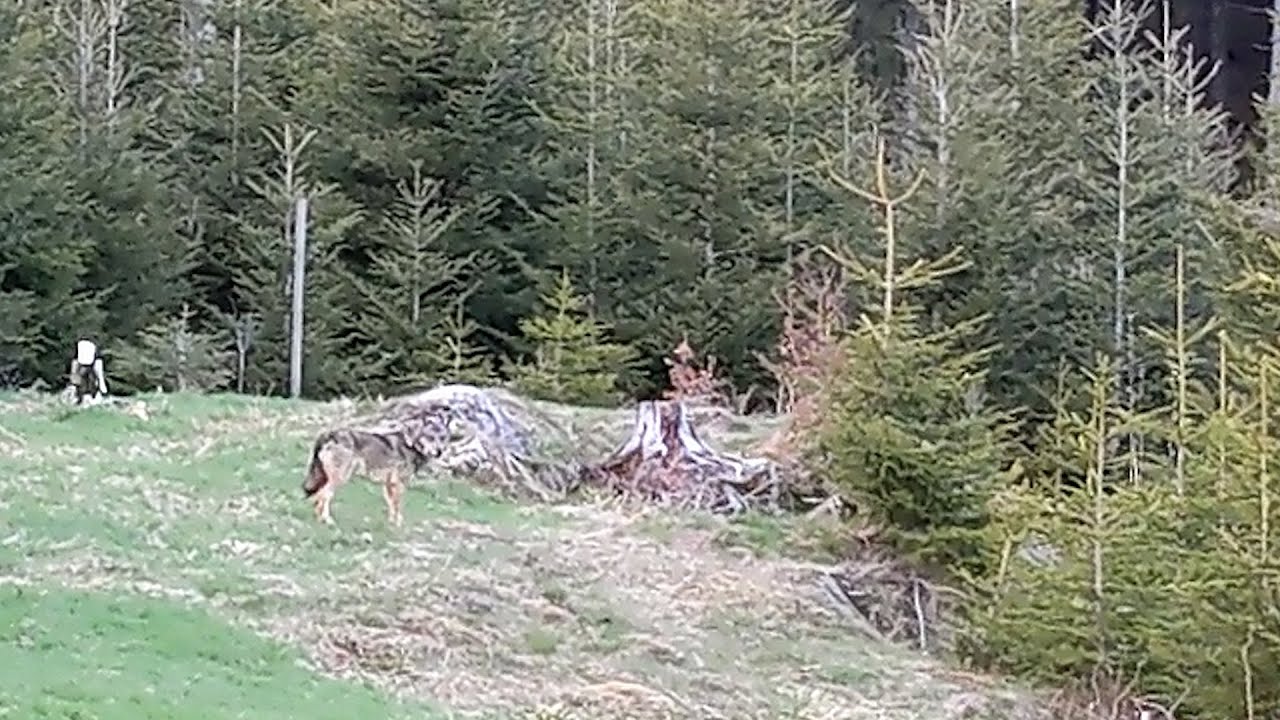 J&auml;gerin filmt Wolf bei der Jagd am Feldberg
