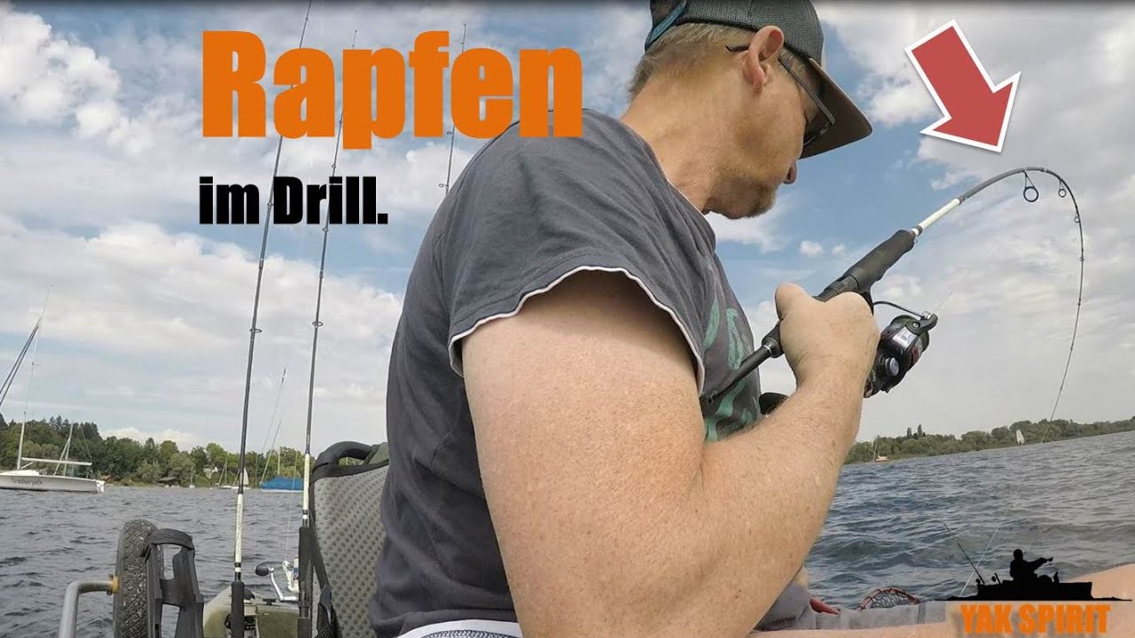 Rapfenalarm: Spannung pur im Schied-Drill 🎣 (Schied,Aspius aspius)