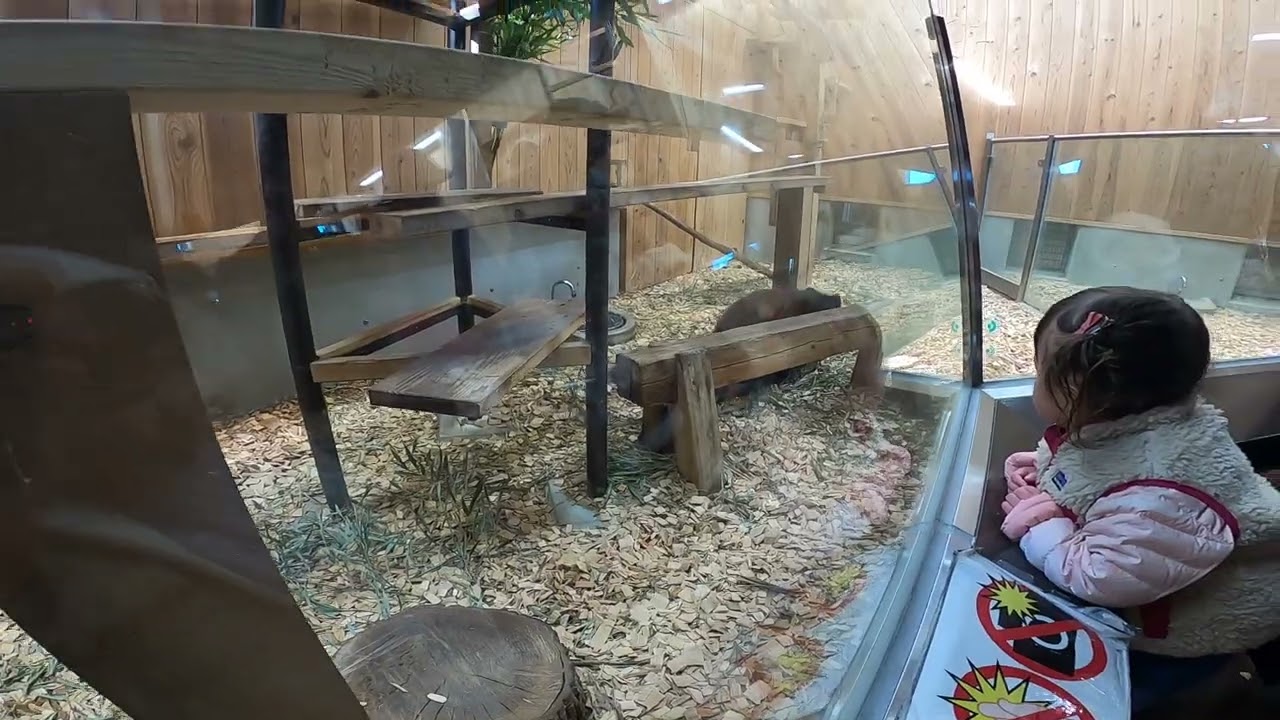 かわいい動物🐱