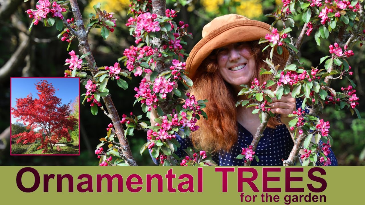 10 Stunning ORNAMENTAL TREES growing in our garden