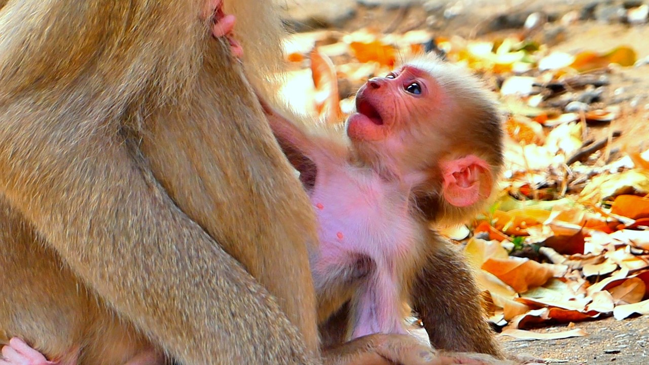 So Sweet! Baby ROSCO Always Falls Asleep When Mama Sits Down 💛🐒.