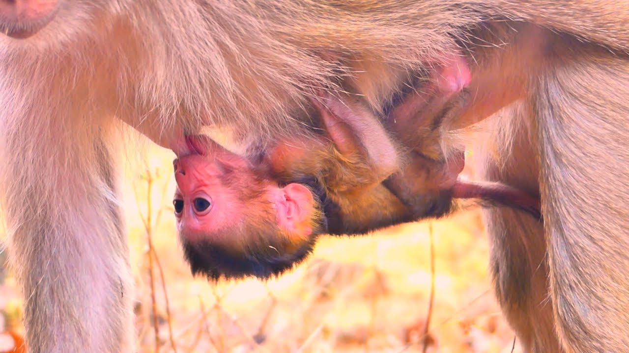Wow! A newborn baby monkey tries to get milk while Monkey Moka asks for food.