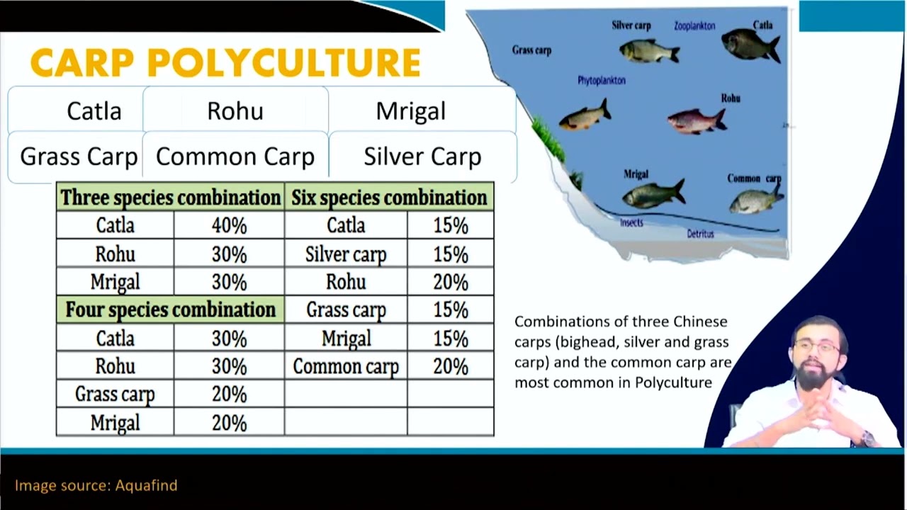 Polyculture, IMTA