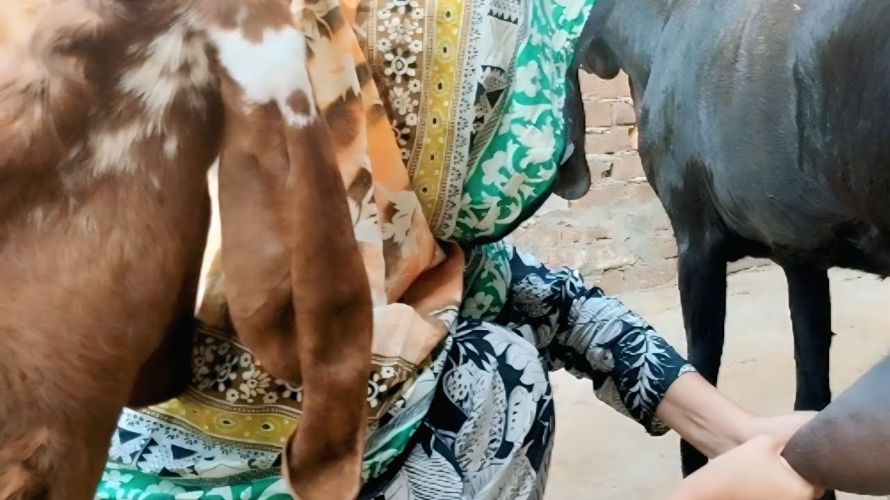 Best goat milking by hand | bakri bhag Gai | farming with aneeb ka gharana