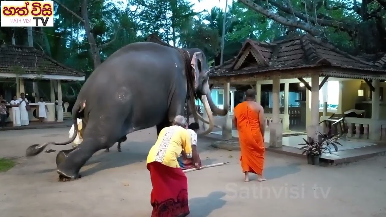 කෝට්ටේ රාජා හස්ති රජු පෙරහැර ට කලින් බෝධිය සෑය ට වන්දනා කිරීම...
