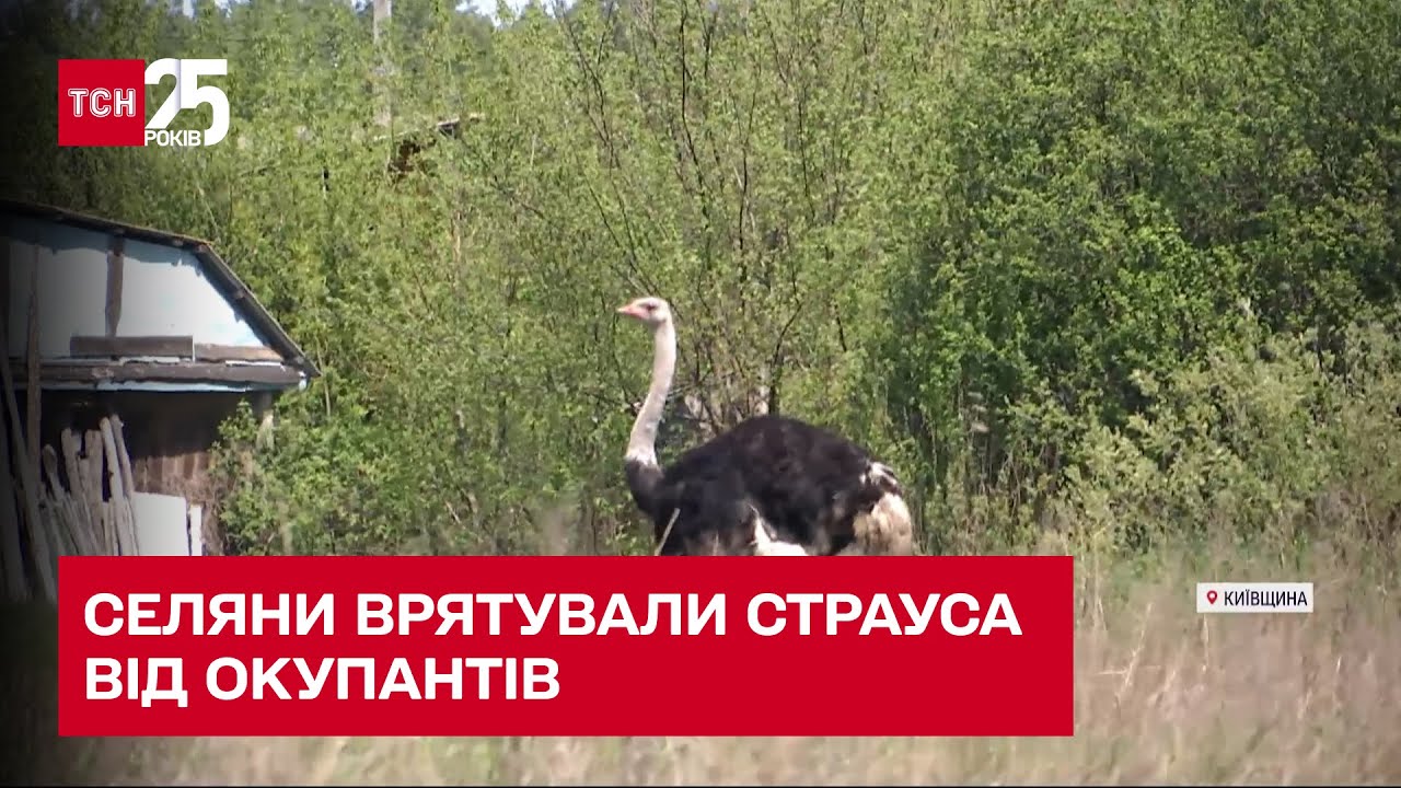 Как селяне спасли страуса от российских оккупантов и где теперь живет птица