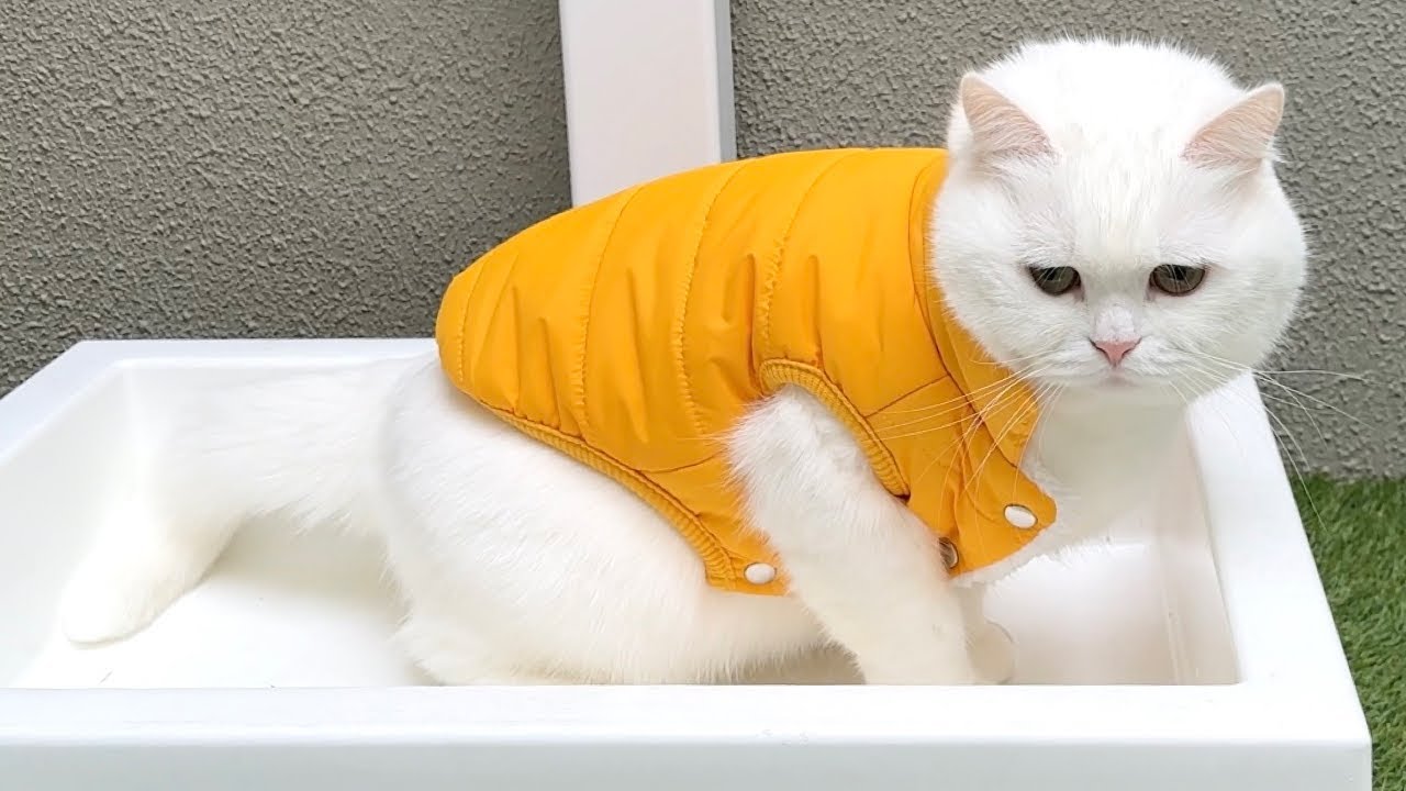 服のサイズを間違えたらこうなった…。